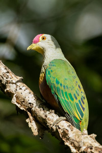 Fogg Dam Conservation Reserve